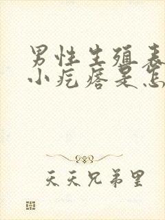 男性生殖表皮有小疙瘩是怎么回事儿