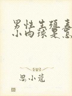 男性生殖表皮有小肉球是怎么回事