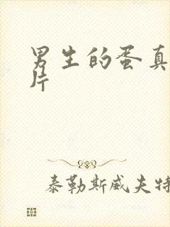 男生的蛋真实图片封面