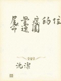 尾骨痣的位置与命运图