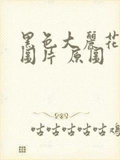 黑色大丽花真实图片 原图封面