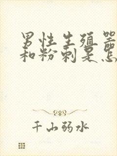 男性生殖器张了和粉刺是怎么回事