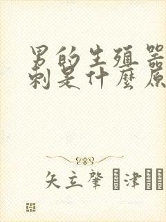 男的生殖器长粉刺是什么原因封面