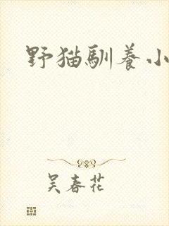 野猫驯养小说封面