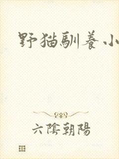 野猫驯养小说