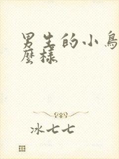 男生的小鸟长什么样封面