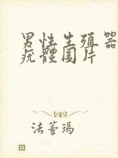 男性生殖器官的疣体图片