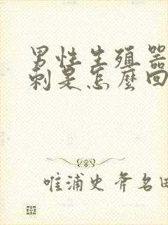 男性生殖器起粉刺是怎么回事封面