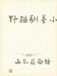 野猫驯养小说封面