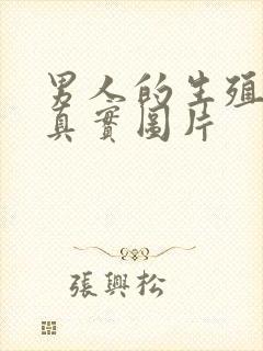 男人的生殖器官真实图片