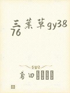 三叶草gy3876