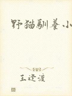 野猫驯养小说