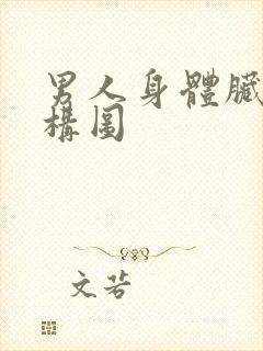 男人身体脏器结构图封面