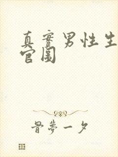 真实男性生殖器官图