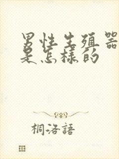 男性生殖器勃起是怎样的