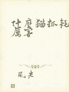 什么猫抓耗子最厉害