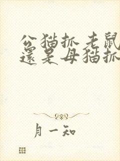 公猫抓老鼠厉害还是母猫抓老鼠厉害