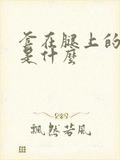 套在腿上的袜子是什么