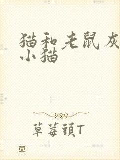 猫和老鼠灰色的小猫