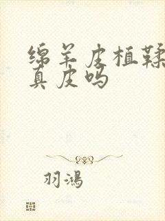 绵羊皮植鞣皮是真皮吗