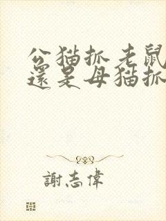 公猫抓老鼠厉害还是母猫抓老鼠厉害