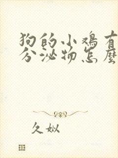 狗的小鸡有黄色分泌物怎么处理封面