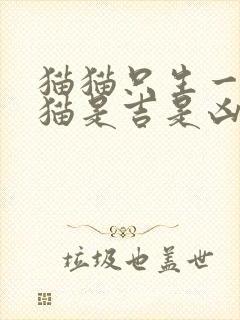 猫猫只生一只小猫是吉是凶