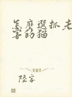 怎么选抓老鼠厉害的猫