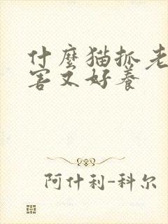 什么猫抓老鼠厉害又好养