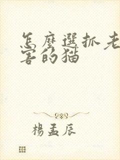 怎么选抓老鼠厉害的猫