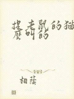 捉老鼠的猫是怎么叫的