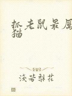 抓老鼠最厉害的猫