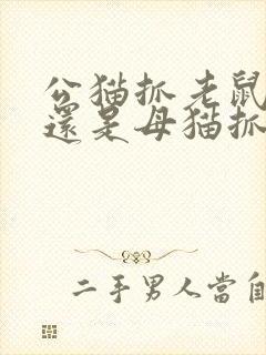 公猫抓老鼠厉害还是母猫抓老鼠厉害封面