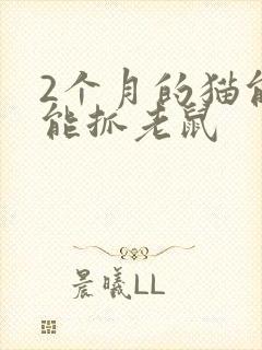 2个月的猫能不能抓老鼠