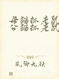 母猫抓老鼠还是公猫抓老鼠