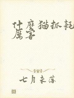 什么猫抓耗子最厉害