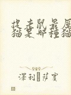 捉老鼠最厉害的猫是哪种猫封面