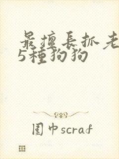 最擅长抓老鼠的5种狗狗