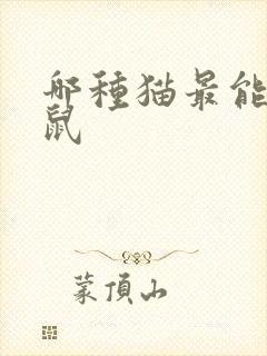 哪种猫最能抓老鼠封面