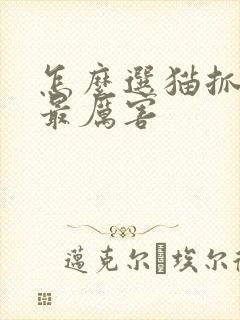 怎么选猫抓老鼠最厉害