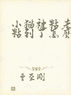 小猫被粘老鼠的粘到了怎么办