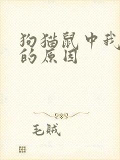 狗猫鼠中我仇猫的原因