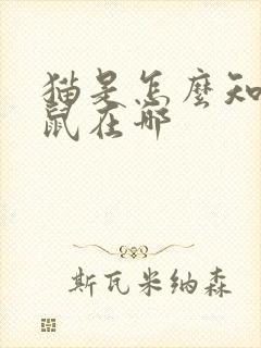 猫是怎么知道老鼠在哪