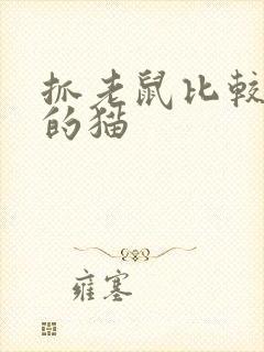 抓老鼠比较厉害的猫