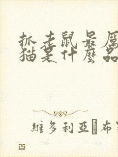 抓老鼠最厉害的猫是什么品种