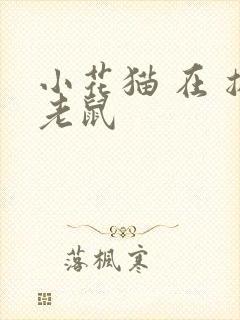 小花猫 在 捉老鼠