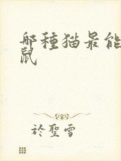 哪种猫最能抓老鼠