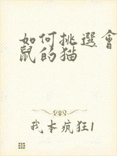 如何挑选会抓老鼠的猫