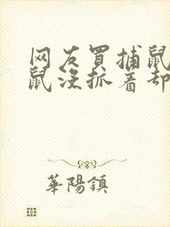 网友买捕鼠器老鼠没抓着却把猫电死