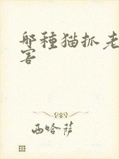 哪种猫抓老鼠厉害封面